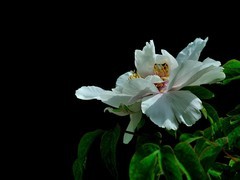 【视觉光影】国 色 天 香（1）