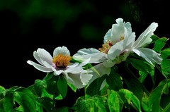 【视觉光影】国 色 天 香（1）