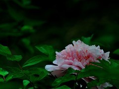 【视觉光影】国 色 天 香（1）