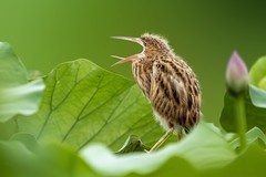 金瞳灼灼破晨光，褐羽茸茸立碧塘。