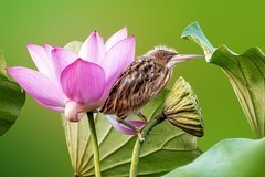 金瞳灼灼破晨光，褐羽茸茸立碧塘。