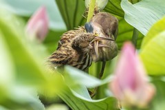 金瞳灼灼破晨光，褐羽茸茸立碧塘。