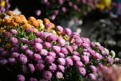 济南第46届趵突泉金秋菊展（二）