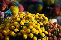 济南第46届趵突泉金秋菊展（二）