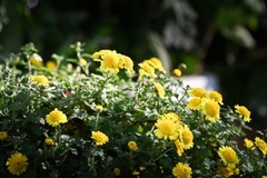 济南第46届趵突泉金秋菊展（二）