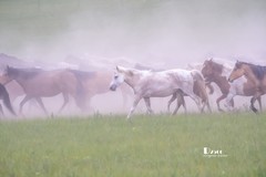 骏马驰骋（40）