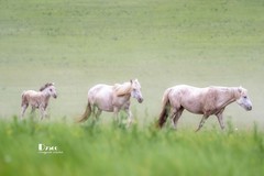骏马驰骋（40）