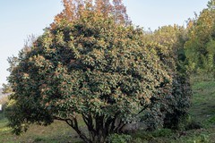 庐州印象（529）梧桐大道