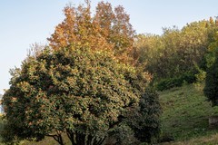 庐州印象（529）梧桐大道