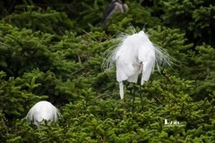 鹜岛里的白鹭（88）