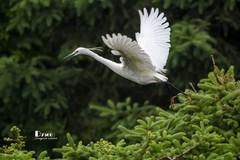 鹜岛里的白鹭（88）