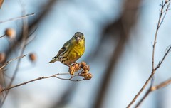 小黄雀（八十六）