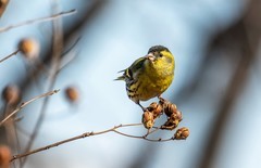 小黄雀（八十六）