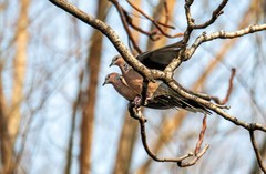 斑鸠闹春（二）