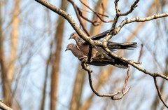 斑鸠闹春（二）