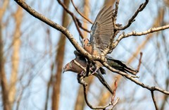 斑鸠闹春（二）