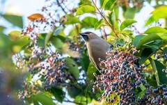 太平鸟（三十七）