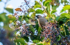 太平鸟（三十七）