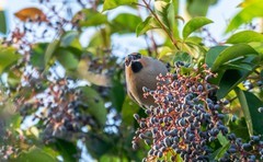 太平鸟（三十七）