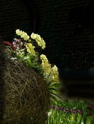 室内花卉（11）