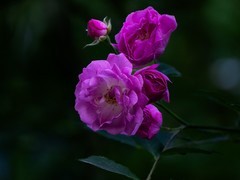 蔷wei花
