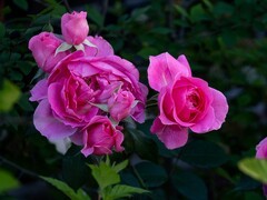 蔷wei花