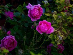 蔷wei花