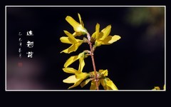 串串金黄婀娜瓣，朵朵俏丽连翘花