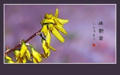 串串金黄婀娜瓣，朵朵俏丽连翘花