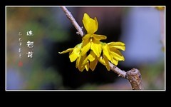 串串金黄婀娜瓣，朵朵俏丽连翘花