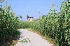 红高粱影视城速写--15P