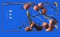 高枝挂满柿柿如意，鸟鹊恋食果果甜蜜