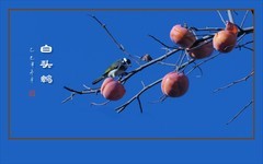 高枝挂满柿柿如意，鸟鹊恋食果果甜蜜