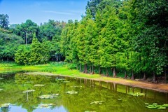 麓湖公园的随拍（3）