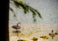 麓湖公园的随拍（3）