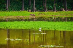 麓湖公园的随拍（3）