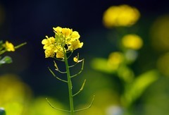 春风暖大地，油菜花儿开。