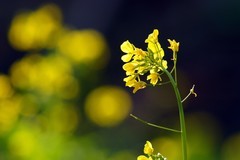 春风暖大地，油菜花儿开。