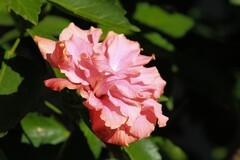 拍摄花卉一（900）