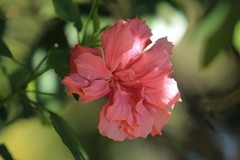 拍摄花卉一（900）