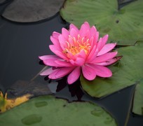 睡莲