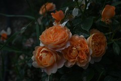 月季花