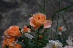 月季花