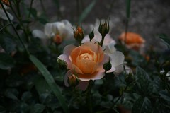 月季花