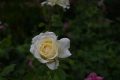 月季花