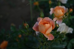 月季花