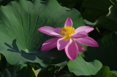 2026--荷影--8