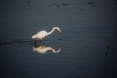 白鹭  抓拍练习