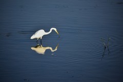 白鹭  抓拍练习