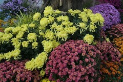 沙湖公园菊花展五